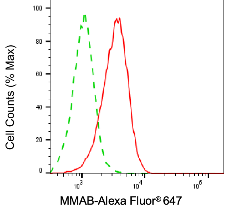 [KD Validated] Anti-MMAB Mouse mAb [56T24K59]
