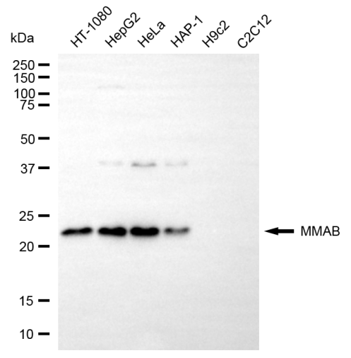 [KD Validated] Anti-MMAB Mouse mAb [56T24K59]