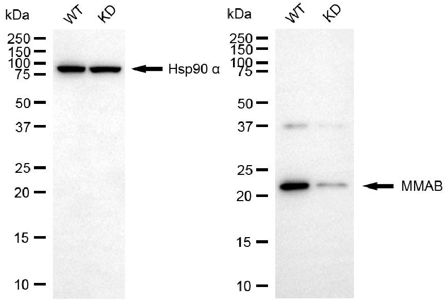 [KD Validated] Anti-MMAB Mouse mAb [56T24K59]