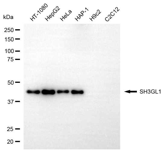 [KD Validated] Anti-SH3GL1 Mouse mAb [99M76M88]