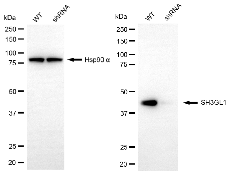 [KD Validated] Anti-SH3GL1 Mouse mAb [99M76M88]