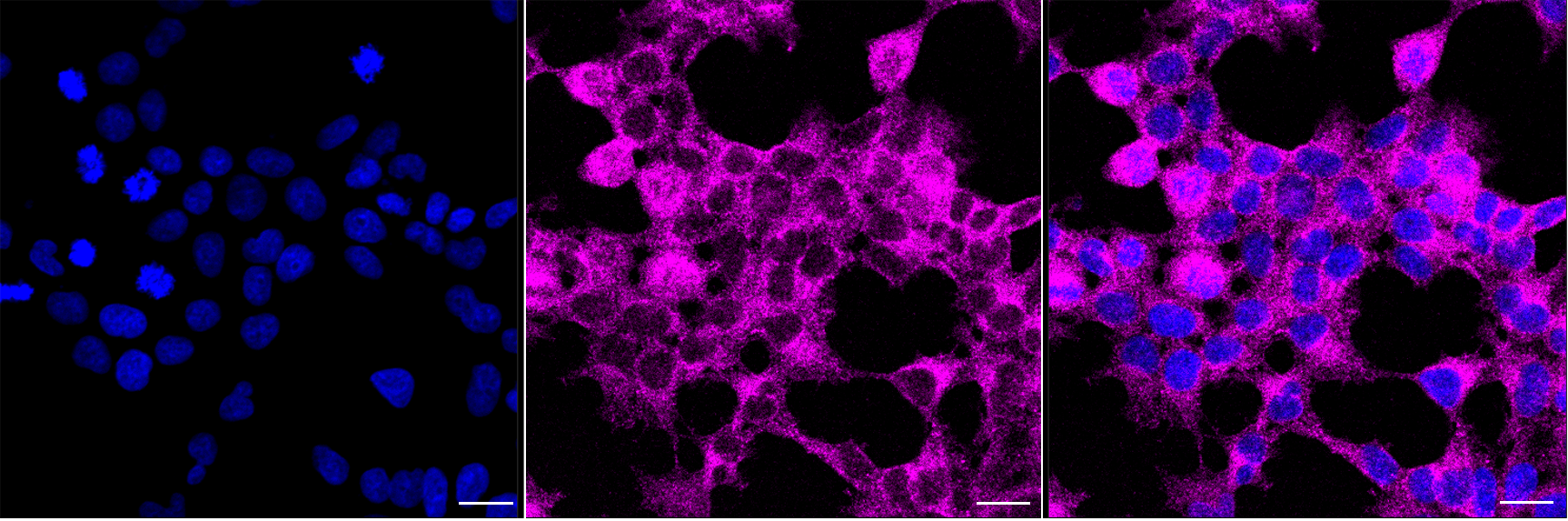 [KD Validated] Anti-SNX9 Mouse mAb [54F66D77]