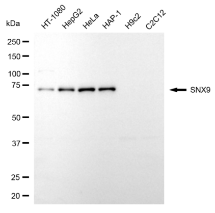 [KD Validated] Anti-SNX9 Mouse mAb [54F66D77]