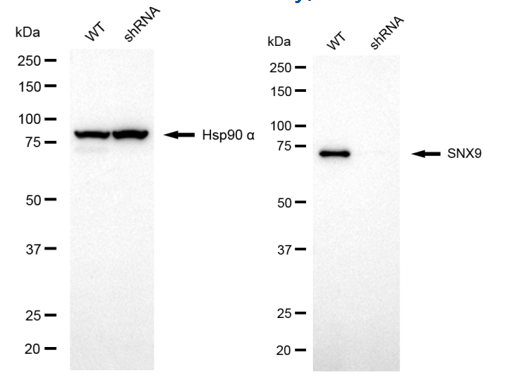[KD Validated] Anti-SNX9 Mouse mAb [54F66D77]