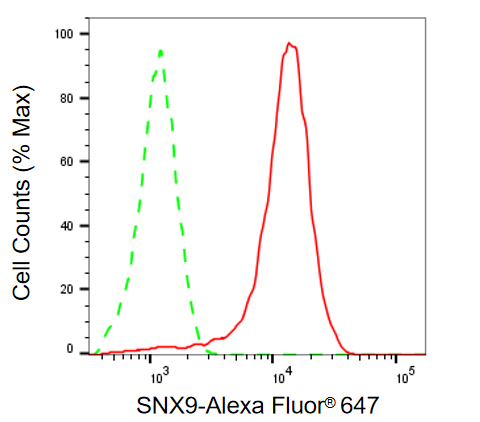 [KD Validated] Anti-SNX9 Mouse mAb [73B41B63]