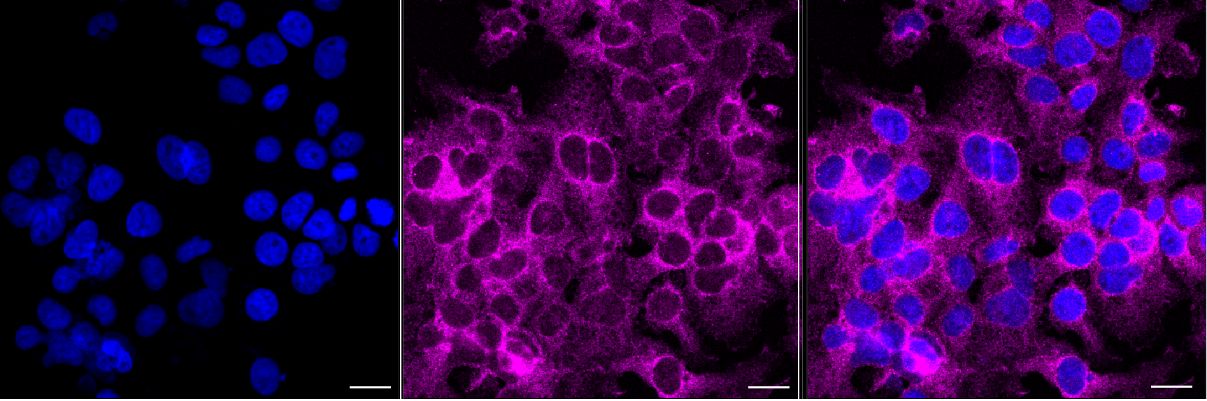 [KD Validated] Anti-SNX9 Mouse mAb [73B41B63]
