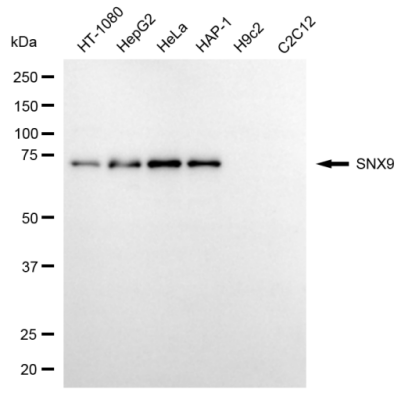 [KD Validated] Anti-SNX9 Mouse mAb [73B41B63]