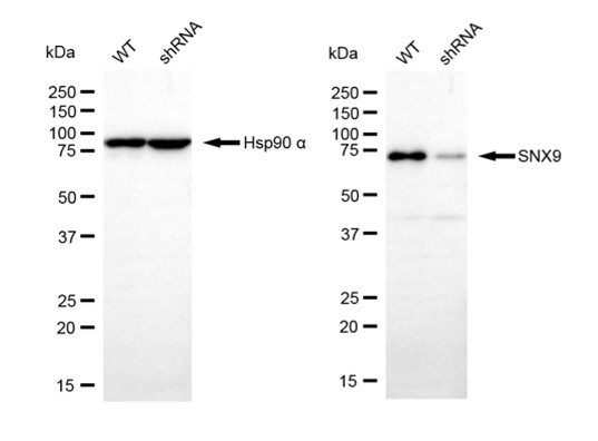 [KD Validated] Anti-SNX9 Mouse mAb [73B41B63]