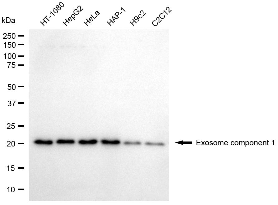 [KD Validated] Anti-EXOSC1 Mouse mAb [23D54F40]