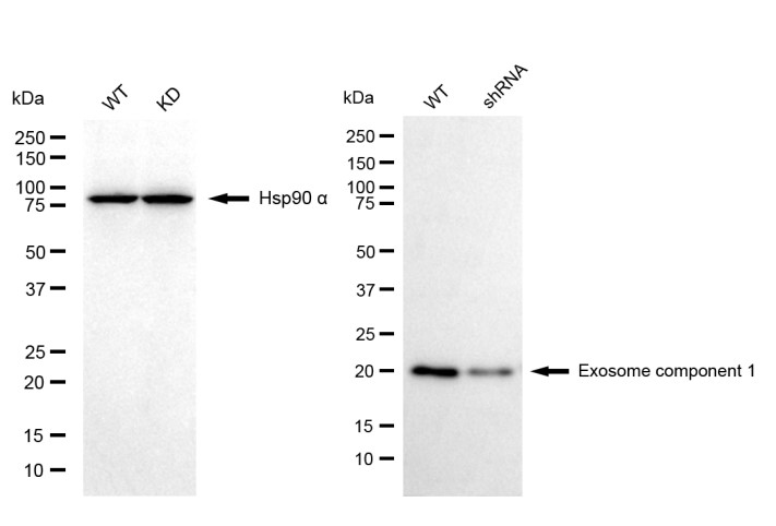 [KD Validated] Anti-EXOSC1 Mouse mAb [23D54F40]