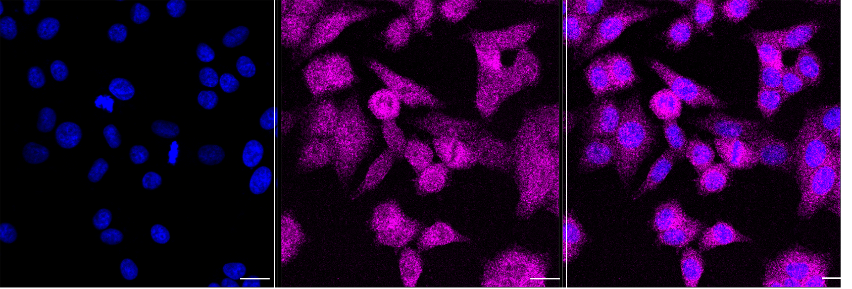 [KD Validated] Anti-EXOSC1 Mouse mAb [79N58C51]