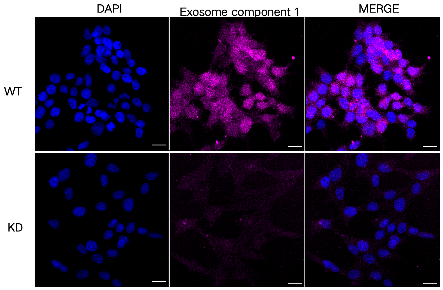 [KD Validated] Anti-EXOSC1 Mouse mAb [79N58C51]