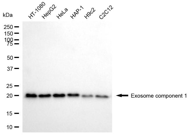 [KD Validated] Anti-EXOSC1 Mouse mAb [79N58C51]