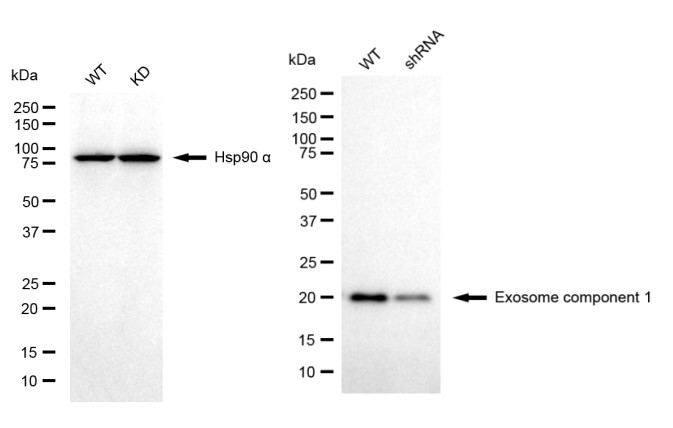 [KD Validated] Anti-EXOSC1 Mouse mAb [79N58C51]