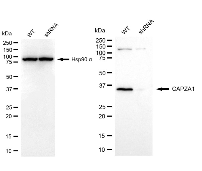 [KD Validated] Anti-CAPZA1 Mouse mAb [42D34H68]