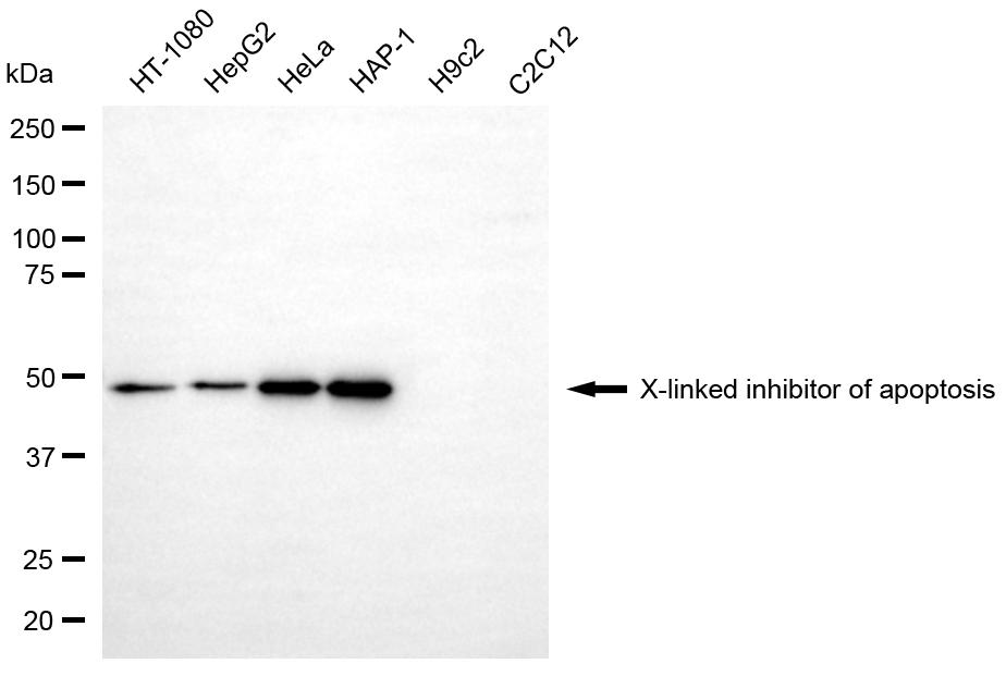 [KD Validated] Anti-XIAP Mouse mAb [38P42S31]