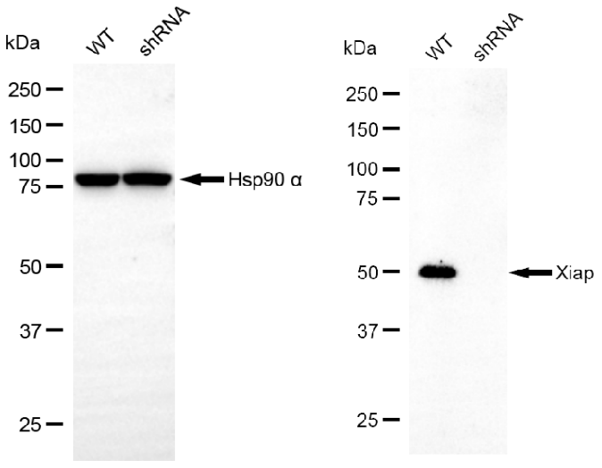[KD Validated] Anti-XIAP Mouse mAb [38P42S31]
