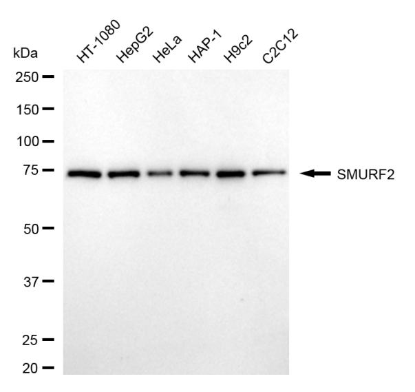 [KD Validated] Anti-SMURF2 Mouse mAb [69P94M58]