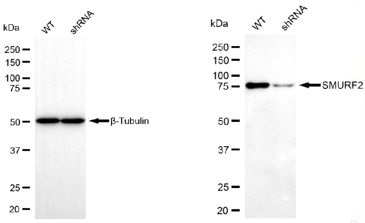[KD Validated] Anti-SMURF2 Mouse mAb [69P94M58]