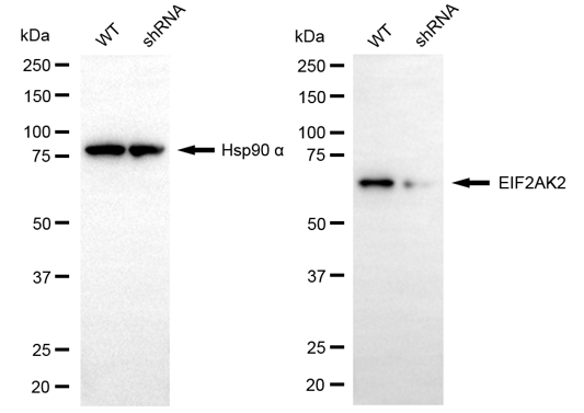 [KD Validated] Anti-EIF2AK2 Mouse mAb [72R20N66]