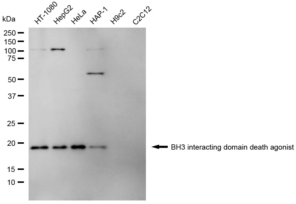 [KD Validated] Anti-BID Mouse mAb [69P62S86]