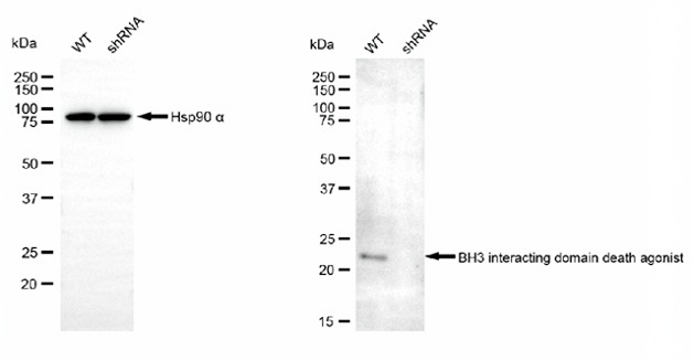 [KD Validated] Anti-BID Mouse mAb [69P62S86]
