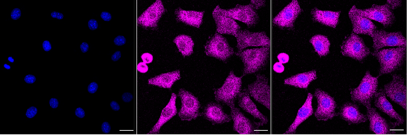 [KD Validated] Anti-ATIC Mouse mAb [76C67S93]