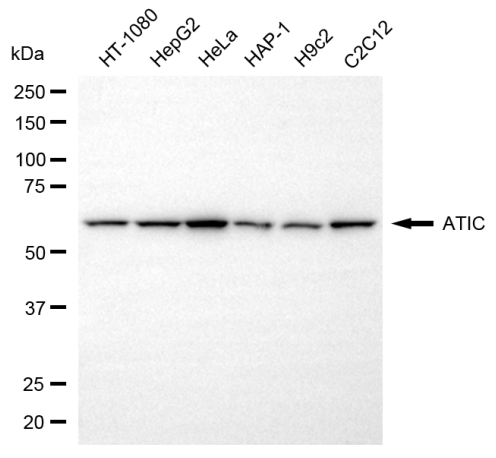 [KD Validated] Anti-ATIC Mouse mAb [76C67S93]