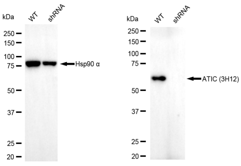 [KD Validated] Anti-ATIC Mouse mAb [76C67S93]