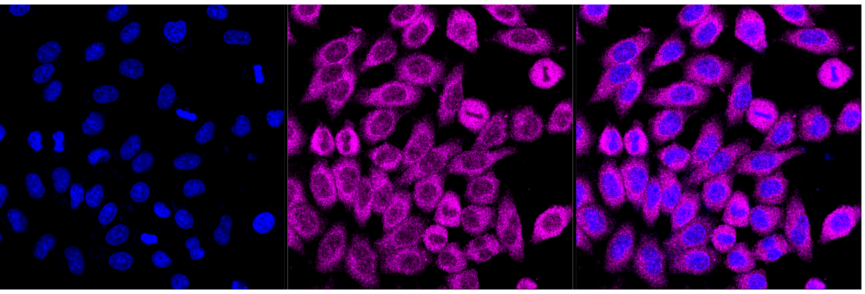 [KD Validated] Anti-BID Mouse mAb [43B30Q23]
