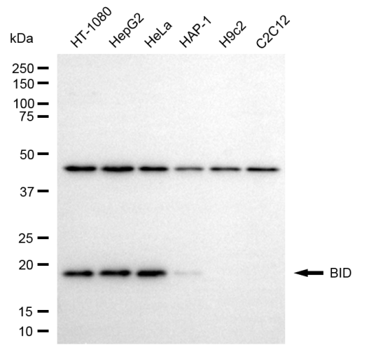 [KD Validated] Anti-BID Mouse mAb [43B30Q23]