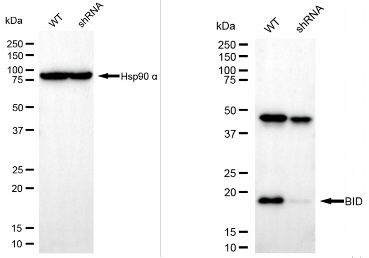 [KD Validated] Anti-BID Mouse mAb [43B30Q23]