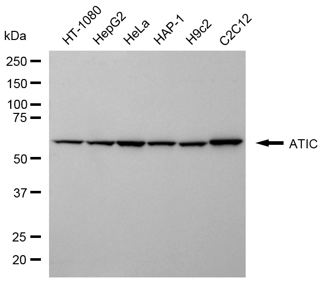 [KD Validated] Anti-ATIC Mouse mAb [39R03C65]
