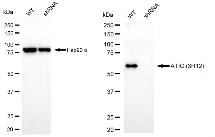 [KD Validated] Anti-ATIC Mouse mAb [39R03C65]