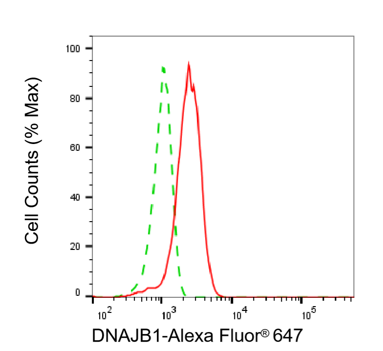 [KD Validated] Anti-DNAJB1 Mouse mAb [48S36L83]