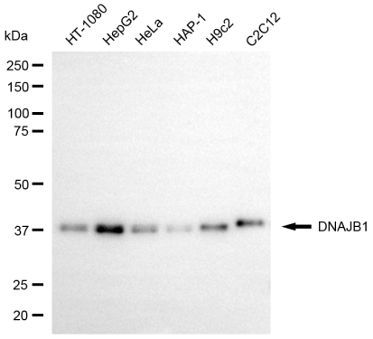 [KD Validated] Anti-DNAJB1 Mouse mAb [48S36L83]