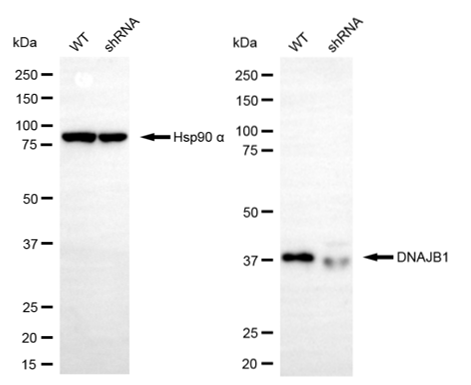[KD Validated] Anti-DNAJB1 Mouse mAb [48S36L83]