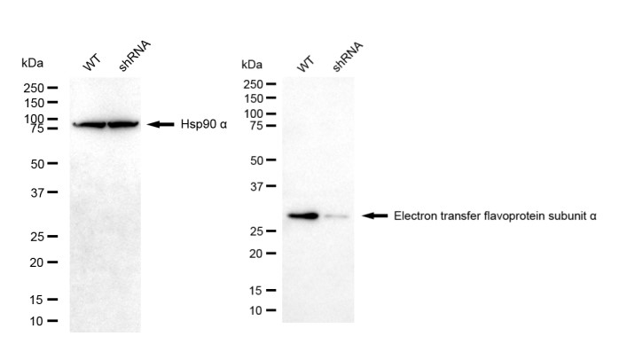 [KD Validated] Anti-ETFA Mouse mAb [39G69K42]