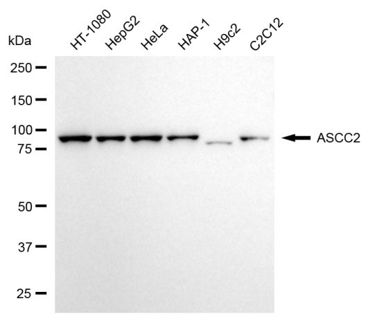 [KD Validated] Anti-ASCC2 Mouse mAb [99D98O98]