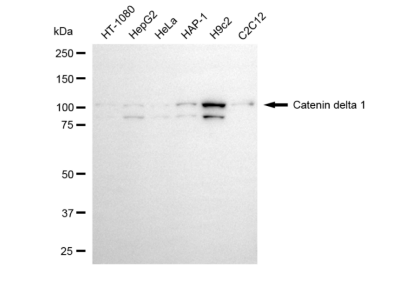 [KD Validated] Anti-CTNND1 Mouse mAb [10B71N98]
