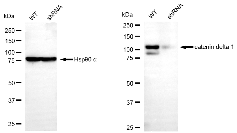 [KD Validated] Anti-CTNND1 Mouse mAb [10B71N98]