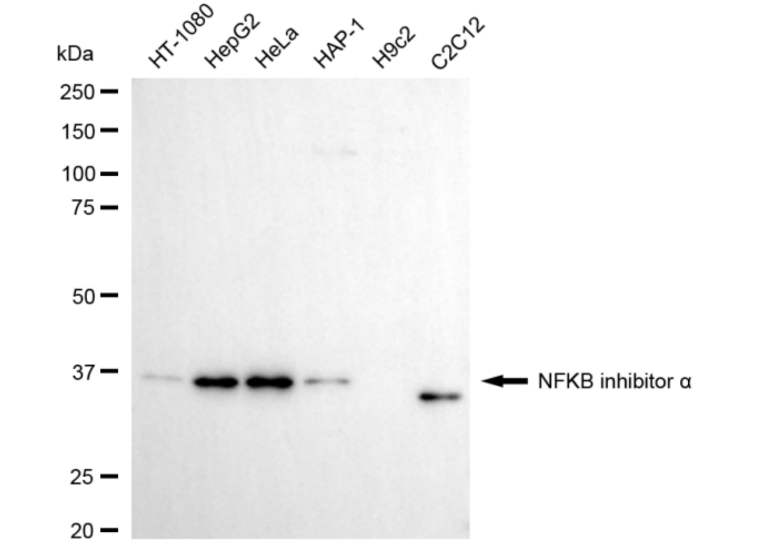 [KD Validated] Anti-NFKBIA Mouse mAb [60R55O67]