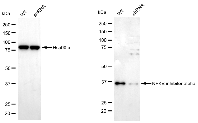 [KD Validated] Anti-NFKBIA Mouse mAb [60R55O67]