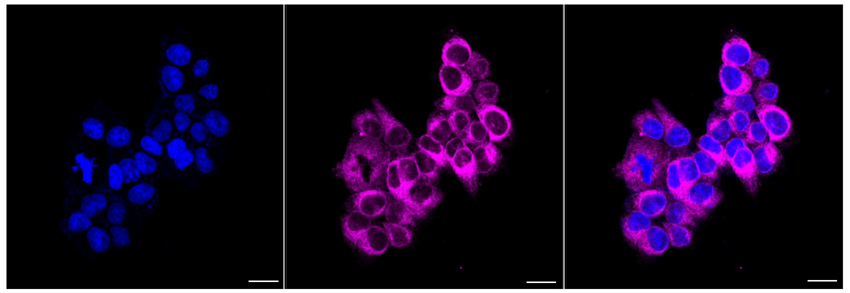 [KD Validated] Anti-FDFT1 Mouse mAb [99R79K72]