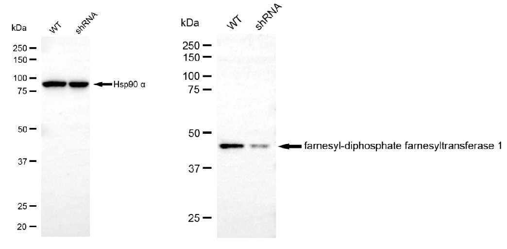 [KD Validated] Anti-FDFT1 Mouse mAb [99R79K72]