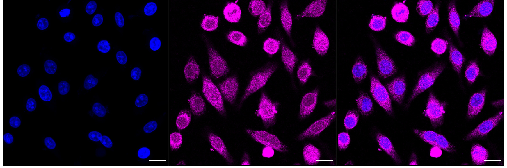 [KD Validated] Anti-BCL10 Mouse mAb [63K39K94]