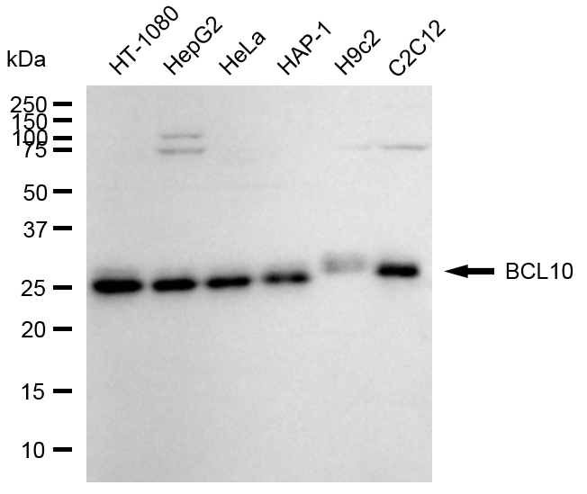 [KD Validated] Anti-BCL10 Mouse mAb [63K39K94]