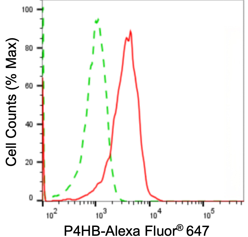 [KD Validated] Anti-P4HB Mouse mAb [54Q37R49]