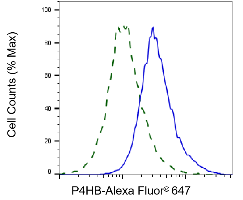 [KD Validated] Anti-P4HB Mouse mAb [54Q37R49]