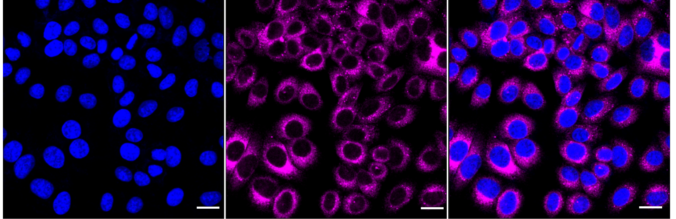 [KD Validated] Anti-P4HB Mouse mAb [54Q37R49]